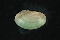 藏品(青蚌(稜蚌))的圖片